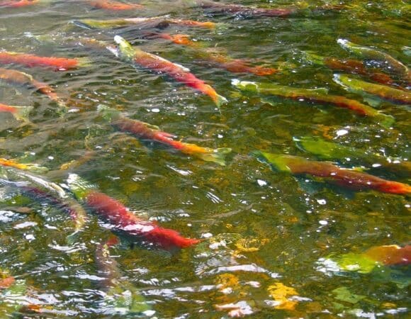Private Salmon Run Viewing Day Tour